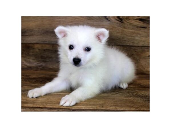 American Eskimo Dog DOG Male White 1716 Petland Florence, Kentucky