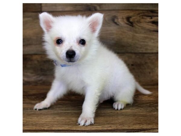 American Eskimo Dog-DOG-Male-White-1717-Petland Florence, Kentucky