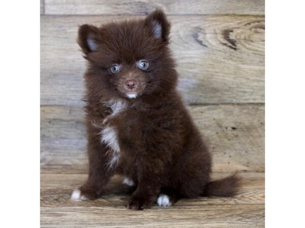 Pomeranian-DOG-Male-Chocolate-1718-Petland Florence, Kentucky