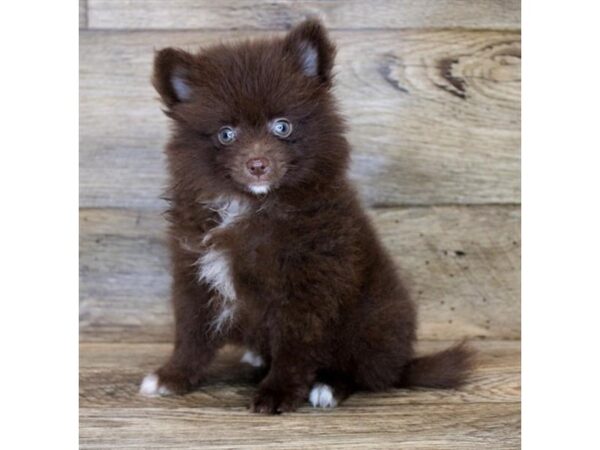 Pomeranian DOG Male Chocolate 1718 Petland Florence, Kentucky