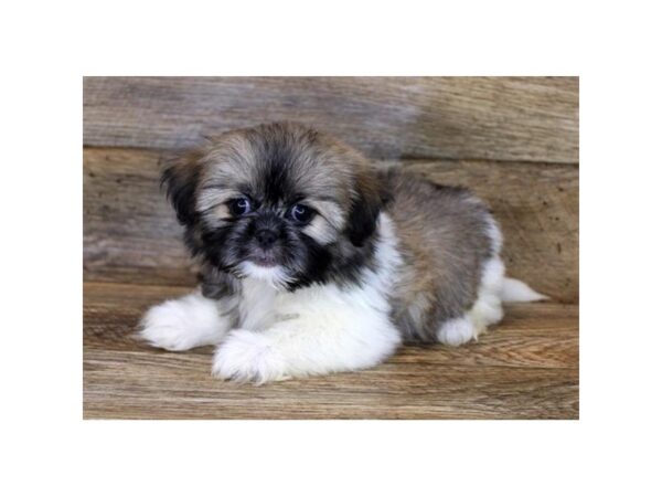 Shih Tzu DOG Female Gold / White 1719 Petland Florence, Kentucky