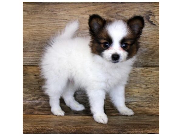 Papillon DOG Male White / Sable 1720 Petland Florence, Kentucky