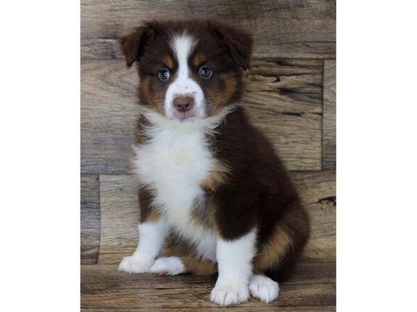 Miniature Australian Shepherd-DOG-Female-Red / White-1721-Petland Florence, Kentucky