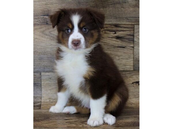 Miniature Australian Shepherd DOG Female Red / White 1721 Petland Florence, Kentucky