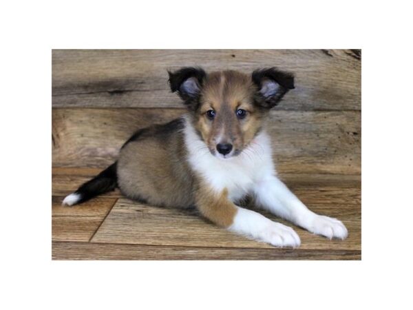 Shetland Sheepdog DOG Female Sable / White 1722 Petland Florence, Kentucky