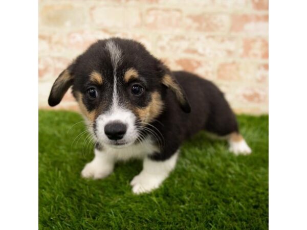 Pembroke Welsh Corgi-DOG-Male-Black-1723-Petland Florence, Kentucky