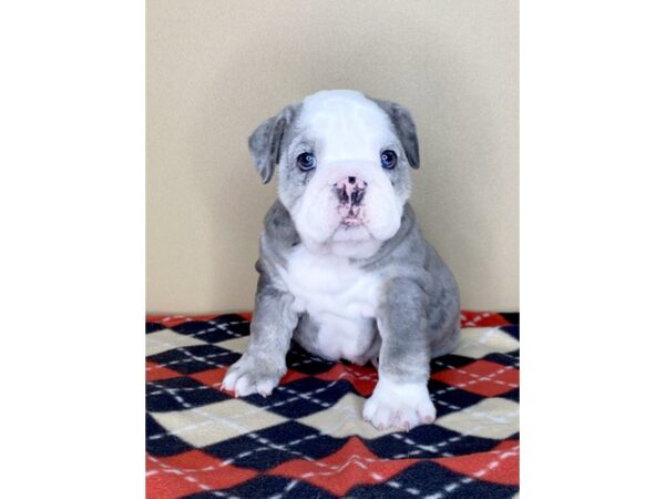 English Bulldog DOG Female Blue Merle 1724 Petland Florence, Kentucky