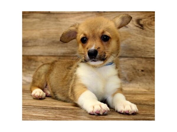 Pembroke Welsh Corgi-DOG-Female-Sable / White-1725-Petland Florence, Kentucky