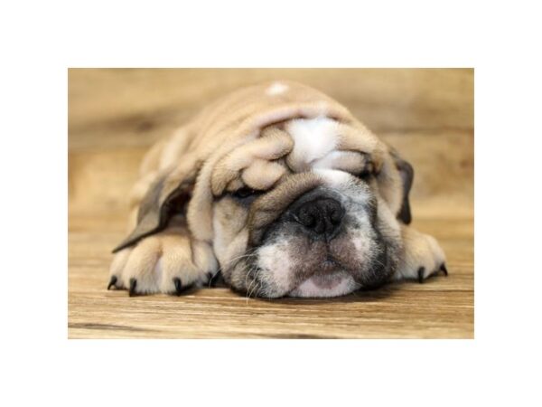 Bulldog-DOG-Male-Fawn / White-1726-Petland Florence, Kentucky