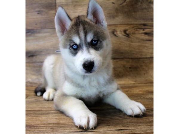 Siberian Husky DOG Male Agouti / White 1727 Petland Florence, Kentucky