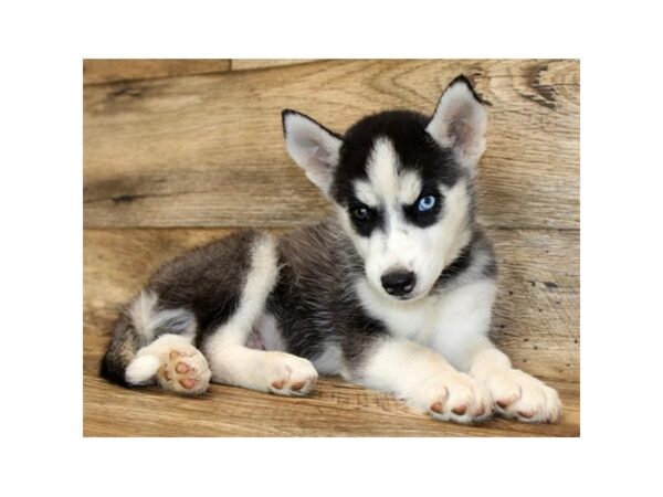 Siberian Husky DOG Male Black / White 1728 Petland Florence, Kentucky