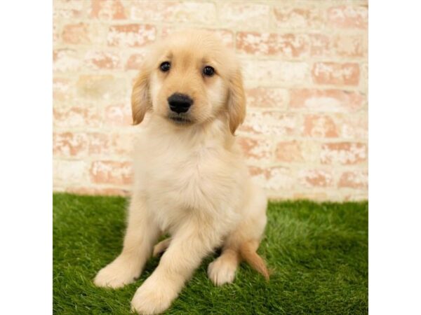 Golden Retriever DOG Male Golden 1729 Petland Florence, Kentucky