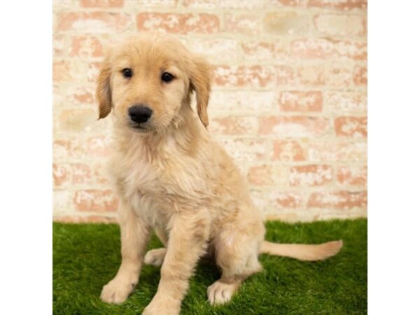 Golden Retriever DOG Female Golden 1730 Petland Florence, Kentucky