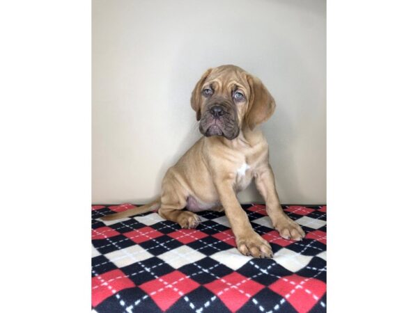 Dogue De Bordeaux-DOG-Female-Red-1710-Petland Florence, Kentucky