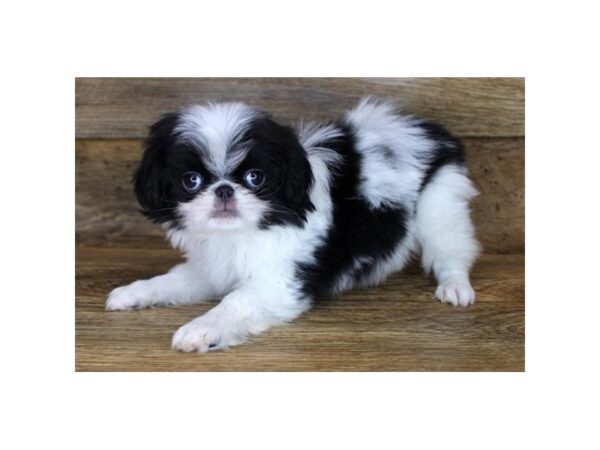 Japanese Chin-DOG-Male-Black / White-1731-Petland Florence, Kentucky