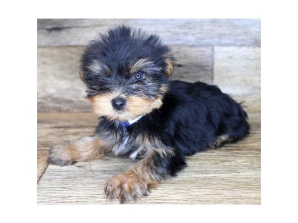 Yorkshire Terrier DOG Male Black / Tan 1732 Petland Florence, Kentucky