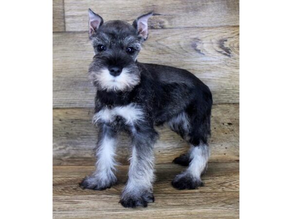 Miniature Schnauzer DOG Female Salt / Pepper 1733 Petland Florence, Kentucky