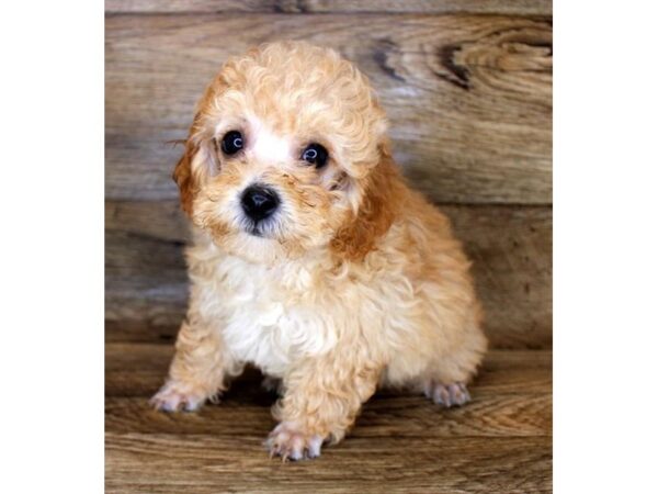 Poodle-DOG-Male-Apricot-1734-Petland Florence, Kentucky