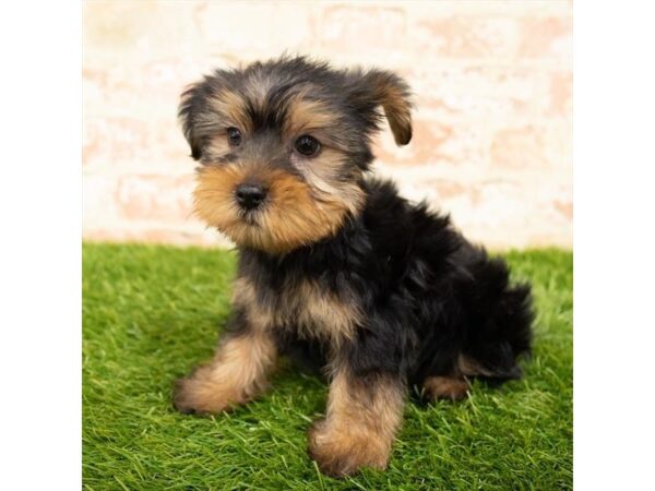 Yorkshire Terrier DOG Female Black / Tan 1735 Petland Florence, Kentucky