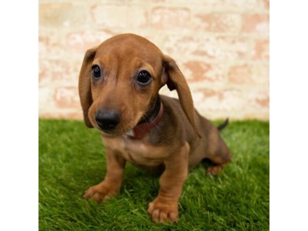 Dachshund DOG Female Red 1736 Petland Florence, Kentucky