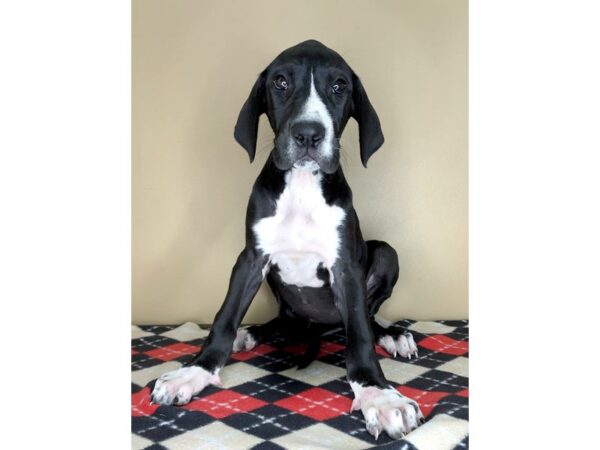 Great Dane DOG Female Black 1739 Petland Florence, Kentucky