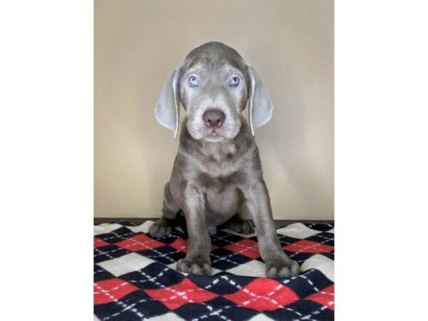 Labrador Retriever-DOG-Male-Silver-1737-Petland Florence, Kentucky