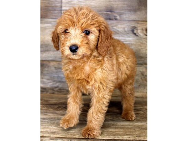 Goldendoodle Mini 2nd Gen DOG Female Red 1740 Petland Florence, Kentucky