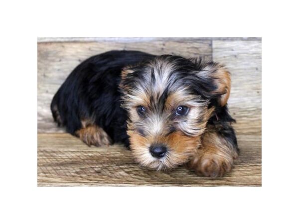 Yorkshire Terrier DOG Male Black / Tan 1741 Petland Florence, Kentucky