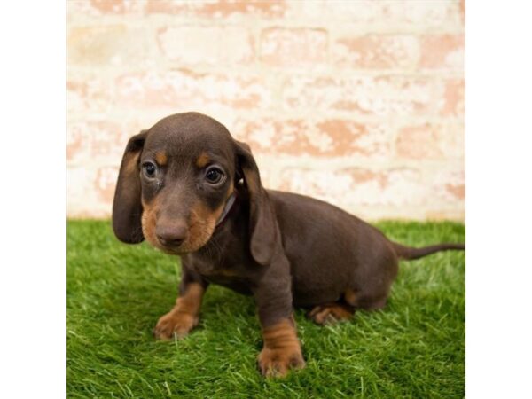 Dachshund-DOG-Male-Chocolate / Tan-1742-Petland Florence, Kentucky