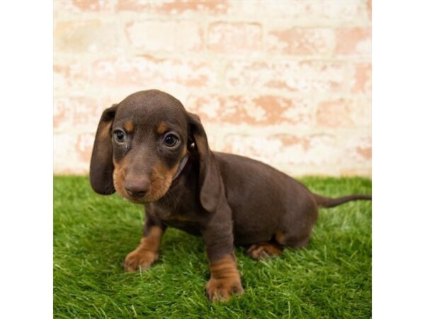 Dachshund DOG Male Chocolate / Tan 1742 Petland Florence, Kentucky