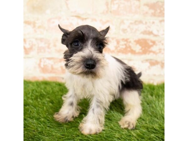 Miniature Schnauzer DOG Female Black / White 1743 Petland Florence, Kentucky