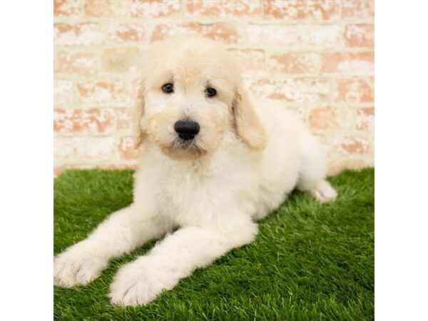 Goldendoodle DOG Female Light Golden 1744 Petland Florence, Kentucky