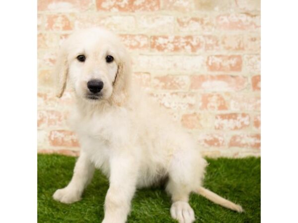 Goldendoodle DOG Female Light Golden 1745 Petland Florence, Kentucky