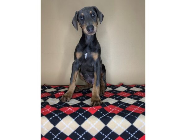 Doberman Pinscher DOG Male 1748 Petland Florence, Kentucky