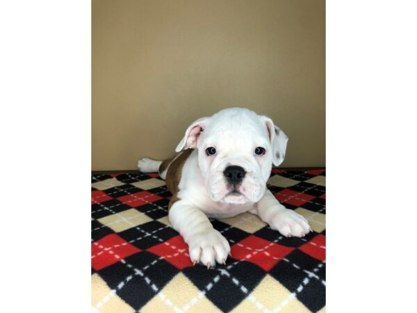 Mini Bull Dog-DOG-Male--1747-Petland Florence, Kentucky