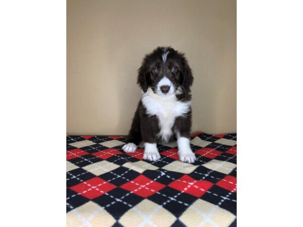 Aussiedoodle DOG 1746 Petland Florence, Kentucky