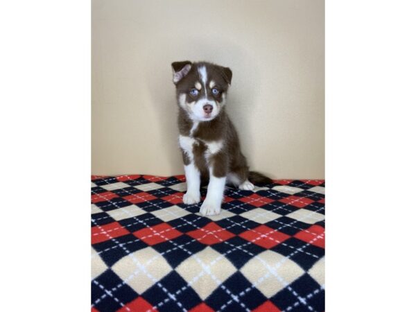 Pomski-DOG-Male--1755-Petland Florence, Kentucky