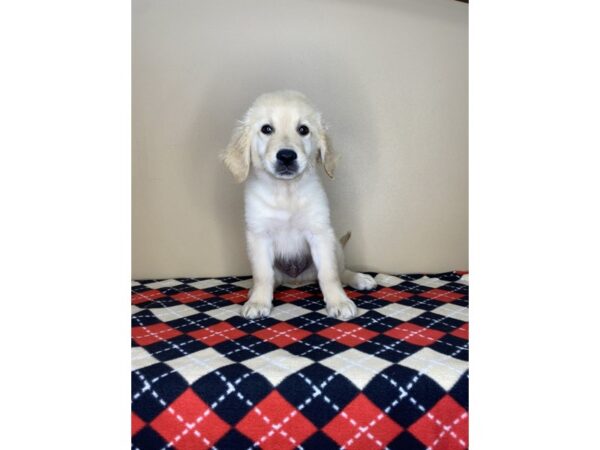Golden Retriever-DOG-Male-Golden-1753-Petland Florence, Kentucky