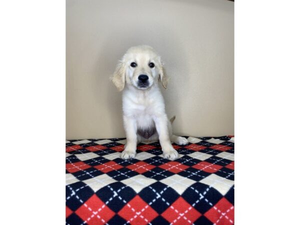 Golden Retriever DOG Male Golden 1753 Petland Florence, Kentucky