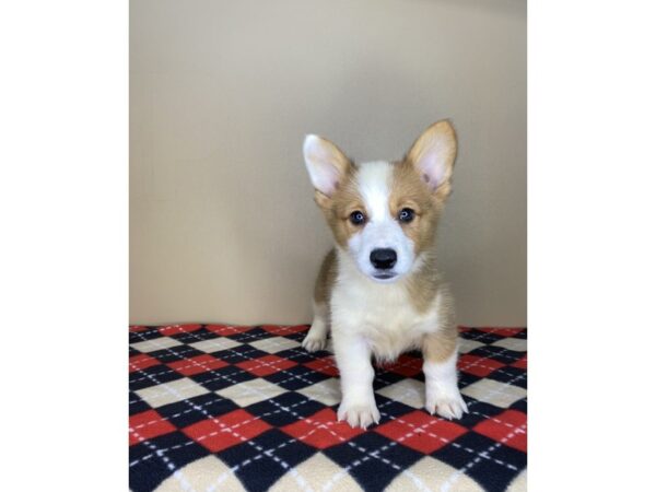 Pembroke Welsh Corgi DOG Male Sable / White 1749 Petland Florence, Kentucky