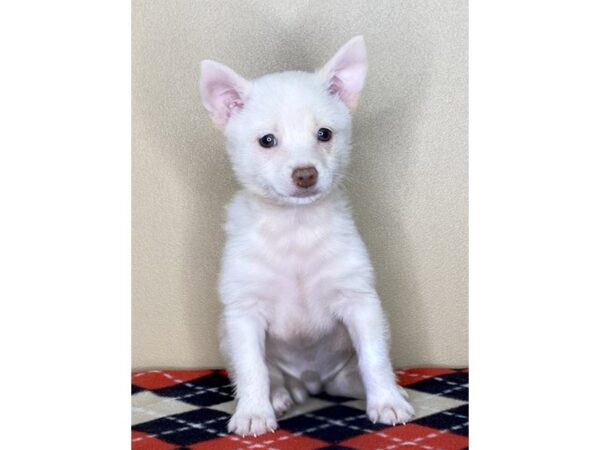 Chihuahua DOG Male Cream 1752 Petland Florence, Kentucky