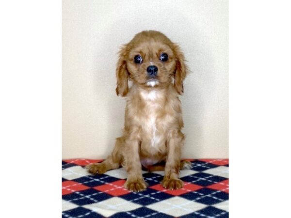 Cavalier King Charles Spaniel-DOG-Male-Ruby-1751-Petland Florence, Kentucky