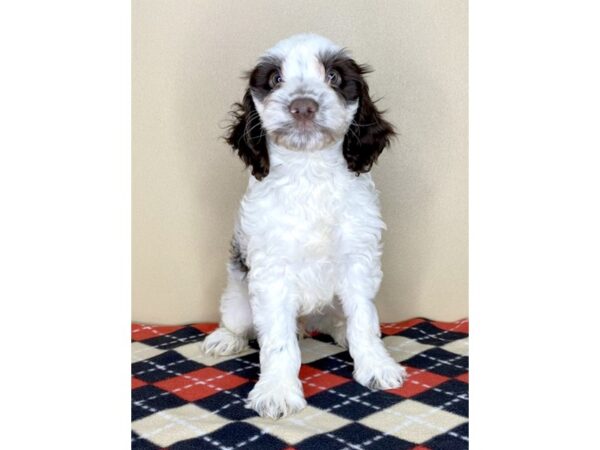 Cock A Poo-DOG-Male-Chocolate-1750-Petland Florence, Kentucky