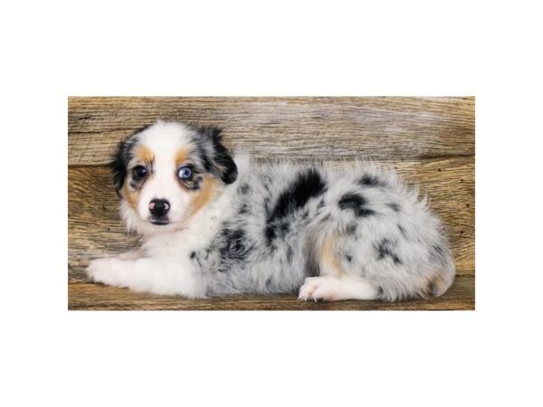 Miniature Australian Shepherd DOG Female Blue Merle 1762 Petland Florence, Kentucky