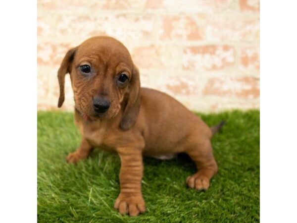 Dachshund DOG Female Red 1758 Petland Florence, Kentucky