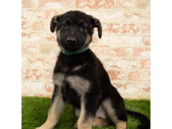 German Shepherd Dog-DOG-Female-Black / Tan-1760-Petland Florence, Kentucky