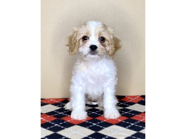 Cavachon-DOG-Female-Blenheim-1761-Petland Florence, Kentucky