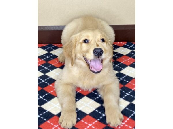 Golden Retriever DOG Male Golden 1759 Petland Florence, Kentucky