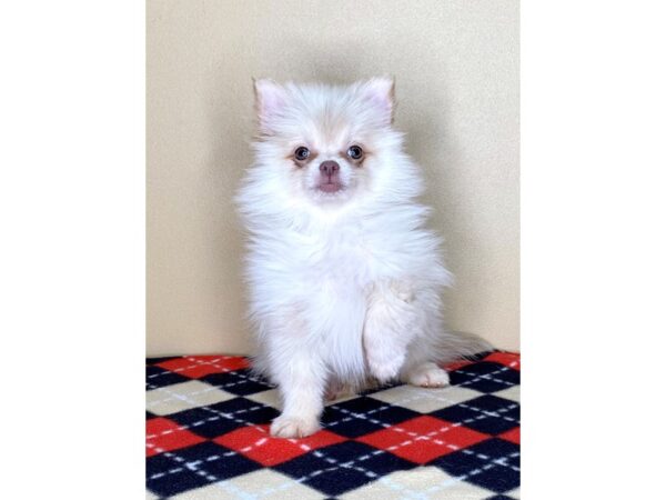 Pomeranian DOG Female Cream 1757 Petland Florence, Kentucky