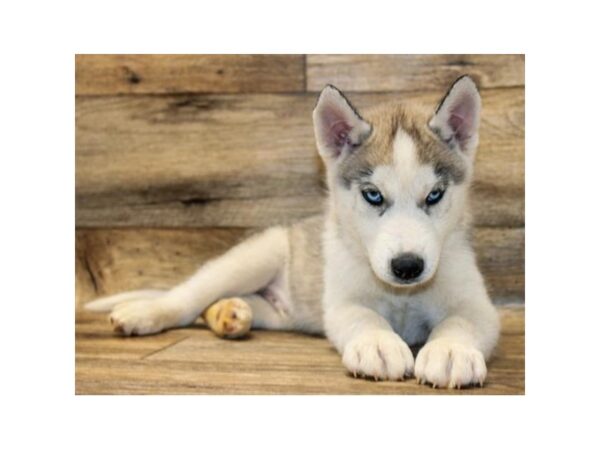 Siberian Husky-DOG-Male-Agouti / White-1764-Petland Florence, Kentucky